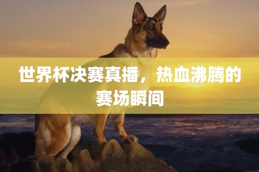 世界杯决赛真播，热血沸腾的赛场瞬间