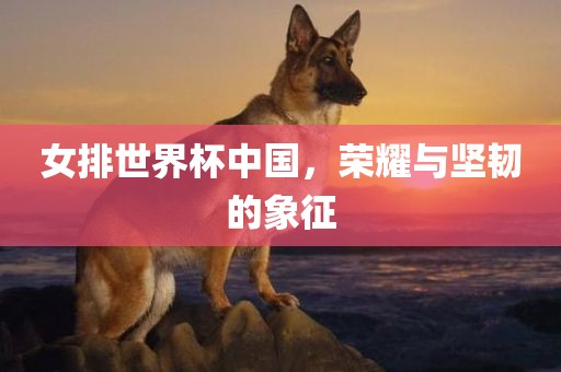 女排世界杯中国，荣耀与坚韧的象征吉安市靖泰电力工程有限公司