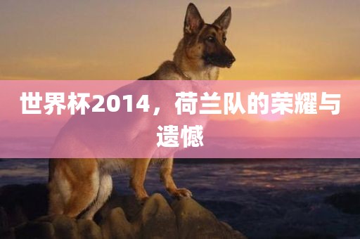 世界杯2014，荷兰队的荣耀与遗憾