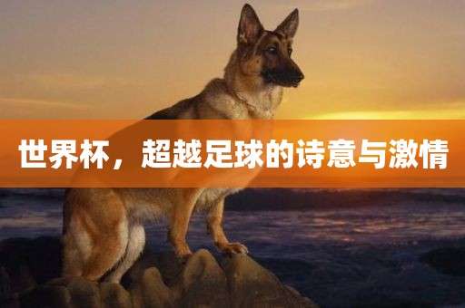 世界杯，超越足球的诗意与激情吉安市靖泰电力工程有限公司